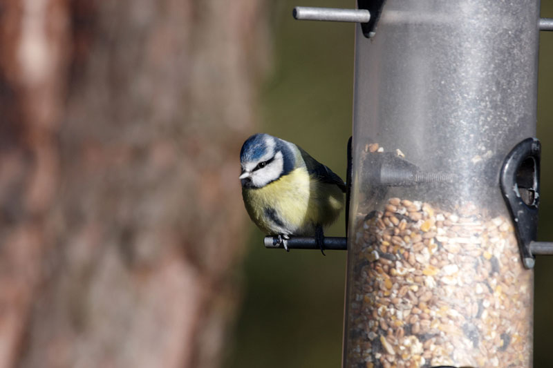 When’s the last time you cleaned this? Molded bird seed can cause sickness.