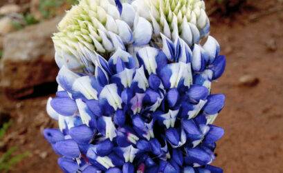 An example of fasciation in a bluebonnet. Read more about it below. Courtesy photo