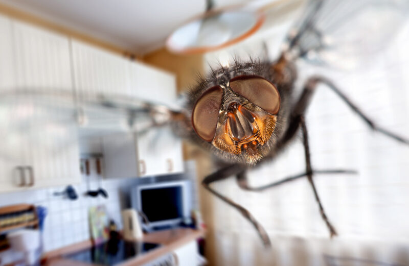 There are simple things you can do to keep pesky flies and mosquitoes at bay around your home.