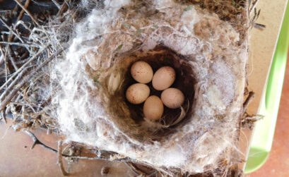 Five speckled house wren eggs in a carefully constructed nest inside the griddle compartment of a backyard home grill. Photo by Jennifer Greenwell