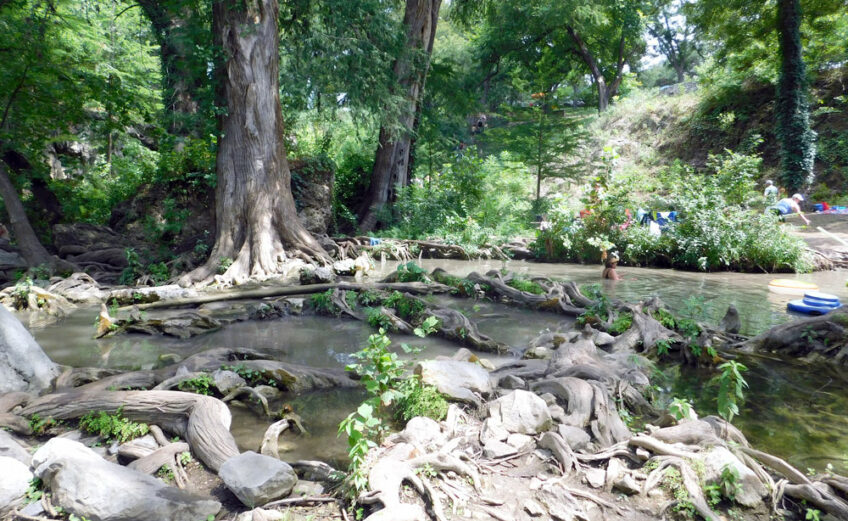 Cypress trees can be found at Krause Springs in Spicewood, where they have wet conditions and plenty of sunshine to grow. Staff photo by Jennifer Greenwell