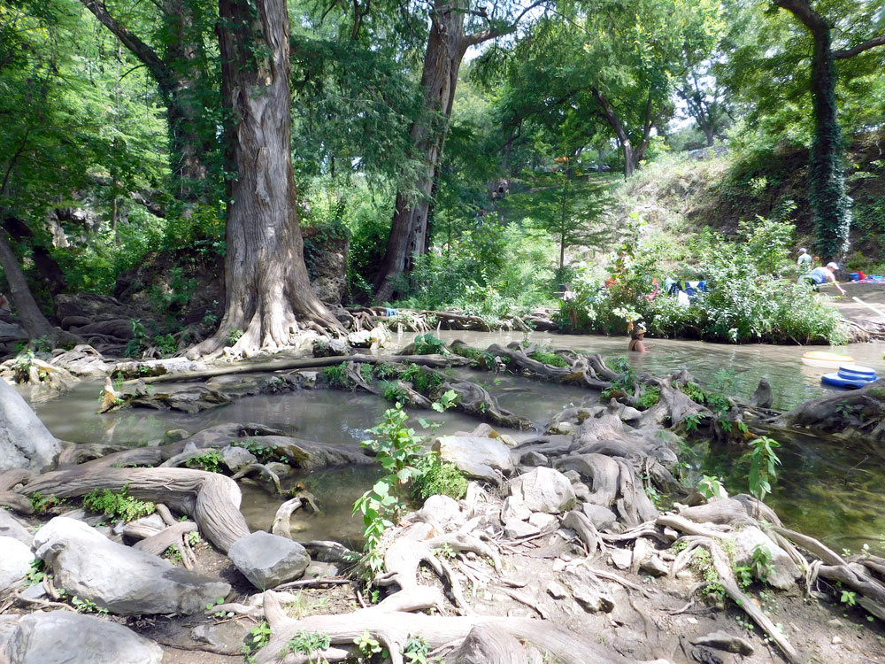 Cypress trees can be found at Krause Springs in Spicewood, where they have wet conditions and plenty of sunshine to grow. Staff photo by Jennifer Greenwell