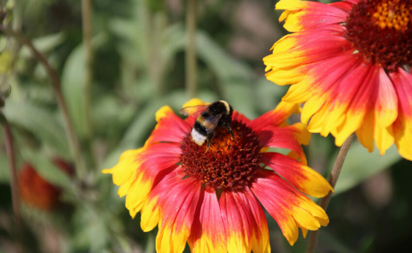 Indian blanket