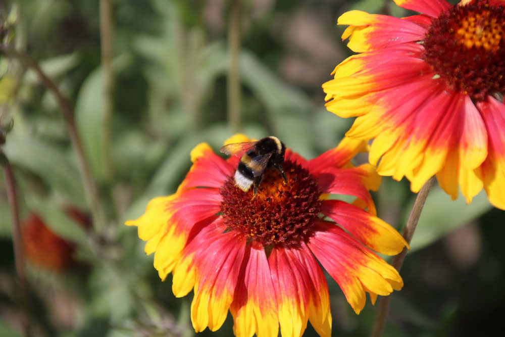 Indian blanket