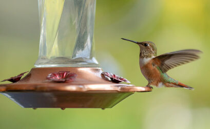 Make sure the sugar-water in your hummingbird hasn't fermented in the hot sun. Keeping reading for other June duties in the garden. iStock image