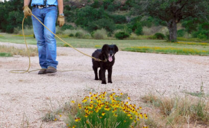 Snake breaker Fred Reyna of Kingsland teaches Sophee, an 8-year-old miniature Australian shepherd, to spot and avoid confrontation with this defanged rattlesnake. Photo by Jennifer Greenwell