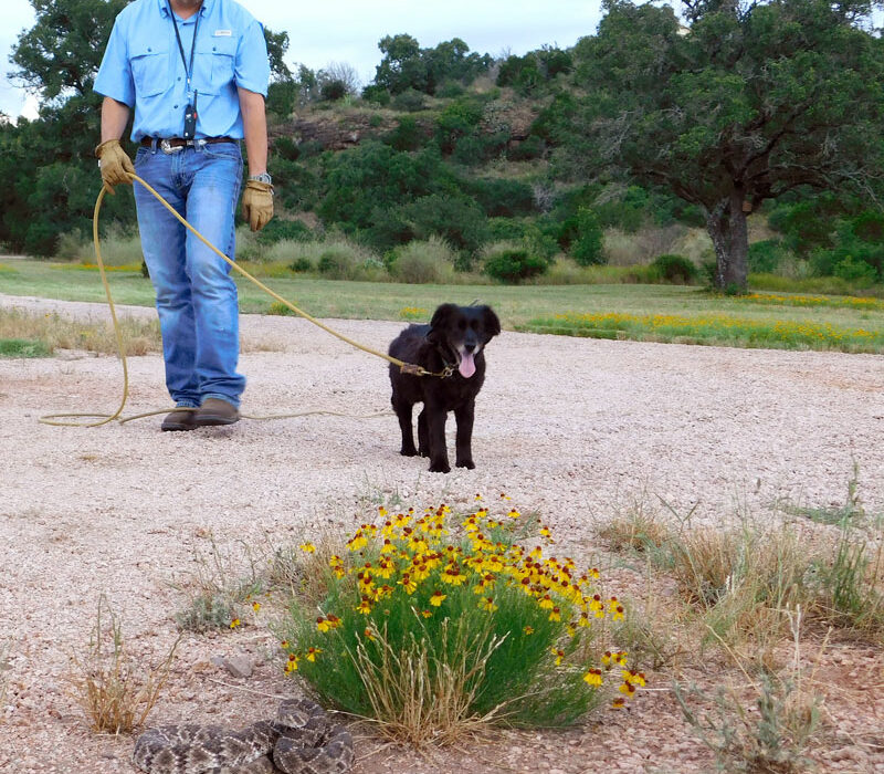 Snake breaker Fred Reyna of Kingsland teaches Sophee, an 8-year-old miniature Australian shepherd, to spot and avoid confrontation with this defanged rattlesnake. Photo by Jennifer Greenwell