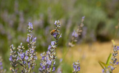 Lavender repels unwanted insects while attracting important pollinators, including bees. It's the perfect plant to put in pots on your patio. Staff photo