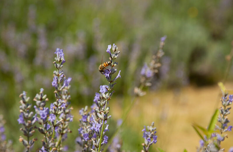 Lavender repels unwanted insects while attracting important pollinators, including bees. It's the perfect plant to put in pots on your patio. Staff photo