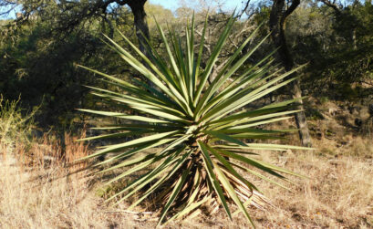 The Spanish dagger is the only tree yucca found east of the Pecos River. Staff photo by Jennifer Greenwell