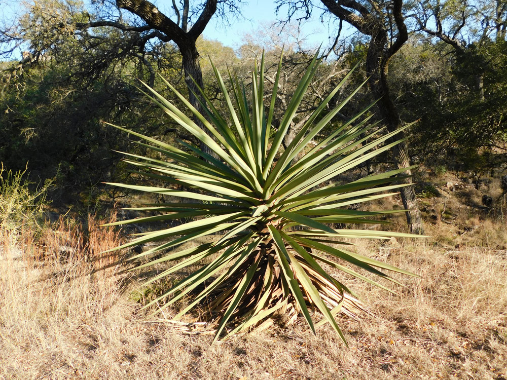 The Spanish dagger is the only tree yucca found east of the Pecos River. Staff photo by Jennifer Greenwell