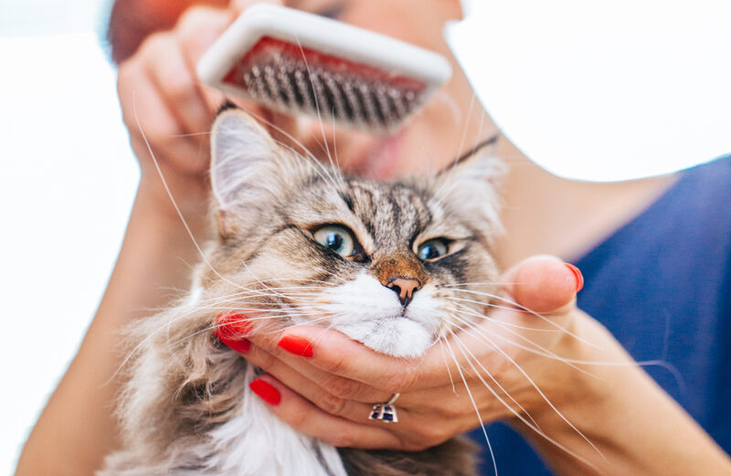 Brushing your dog or cat promotes a healthy coat and skin. It also gives you the opportunity to check for suspicious lumps or bumps and parasites.