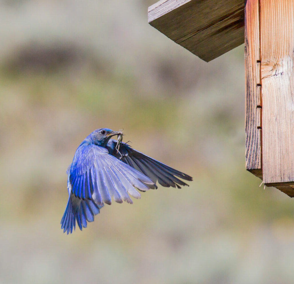 A mountain bluebird makes its way to a birdhouse with a grasshopper meal. Birds are great at controlling pest populations in gardens. Invite them into your yard with the tips below. iStock image