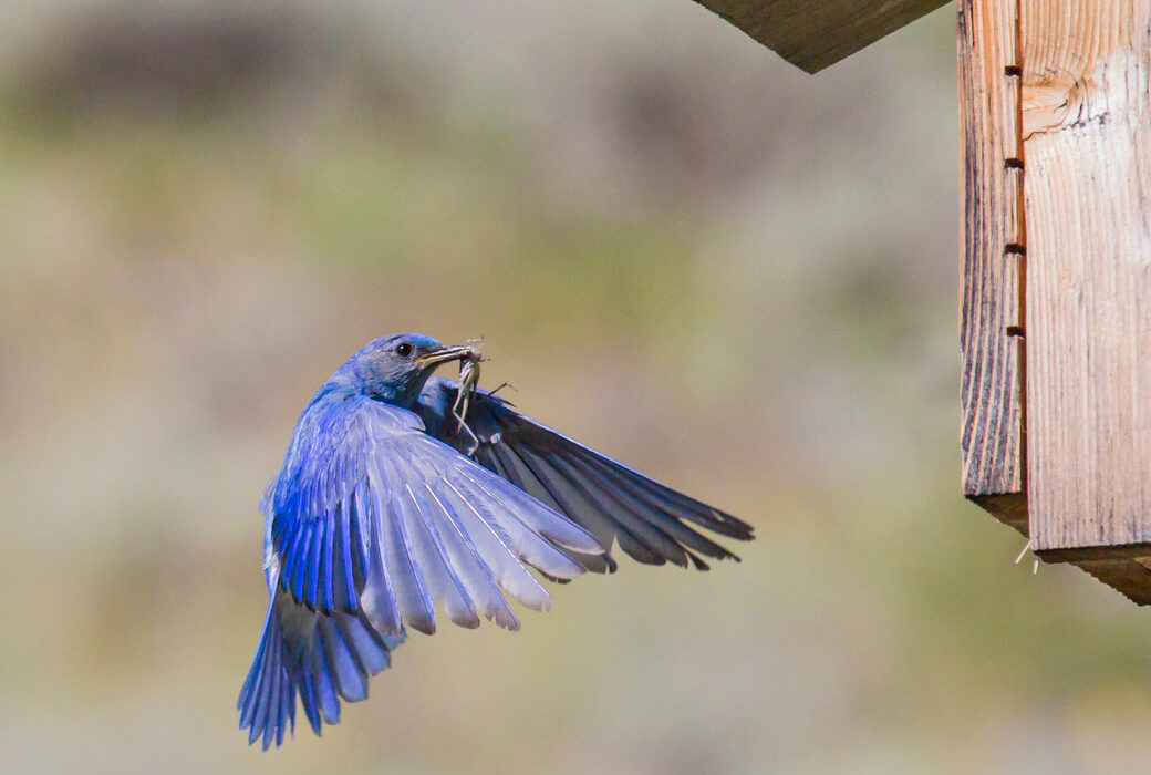 A mountain bluebird makes its way to a birdhouse with a grasshopper meal. Birds are great at controlling pest populations in gardens. Invite them into your yard with the tips below. iStock image