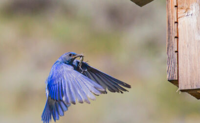 A mountain bluebird makes its way to a birdhouse with a grasshopper meal. Birds are great at controlling pest populations in gardens. Invite them into your yard with the tips below. iStock image