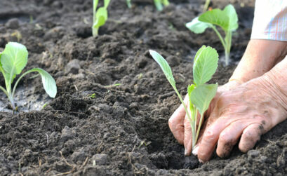 Cabbage is one of many vegetables you can plant in a shady spot in your garden. Keep reading for more options.