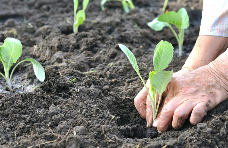 Cabbage is one of many vegetables you can plant in a shady spot in your garden. Keep reading for more options.