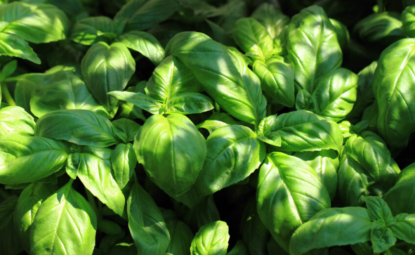 You can plant basil and a host of other herbs and vegetables in the shady spots of your garden.