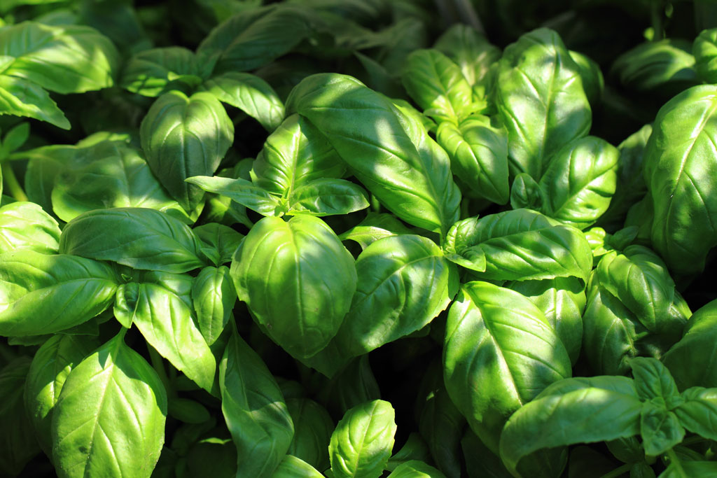 You can plant basil and a host of other herbs and vegetables in the shady spots of your garden.