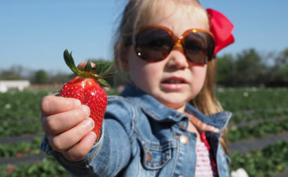 As Emma knows, there’s no better way to spend a day than picking strawberries at Sweet Berry Farm, located between Marble Falls and Granite Shoals at 1801 FM 1980. The farm is open 8:30 a.m.-5:30 p.m. Monday-Saturday (closed Wednesday) and 1-5:30 p.m. Sunday. Staff photo by Daniel Clifton