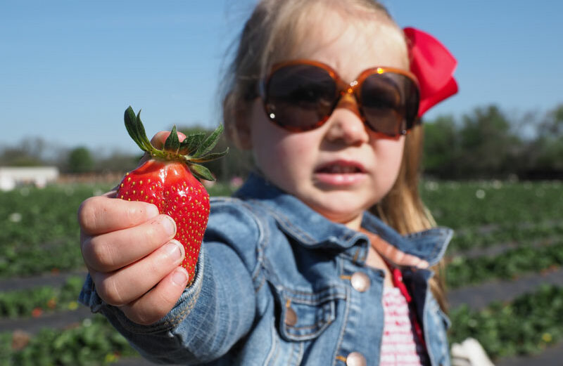 As Emma knows, there’s no better way to spend a day than picking strawberries at Sweet Berry Farm, located between Marble Falls and Granite Shoals at 1801 FM 1980. The farm is open 8:30 a.m.-5:30 p.m. Monday-Saturday (closed Wednesday) and 1-5:30 p.m. Sunday. Staff photo by Daniel Clifton