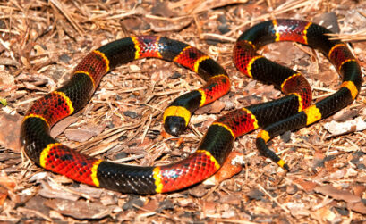 The coral snake. Remember the rhyme 'red and yellow kill a fellow' and keep clear of its venomous bite.