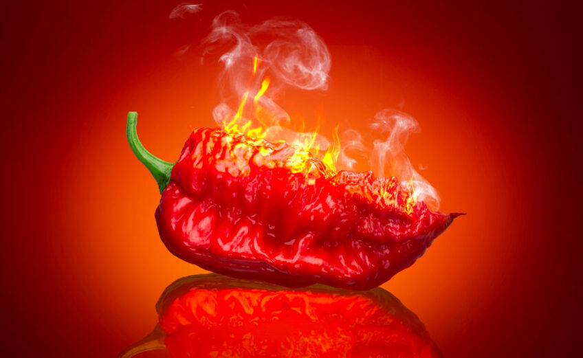 The Carolina Reaper is the world record holder as hottest chile, 1.5 million to 2.2 million Scoville heat units.