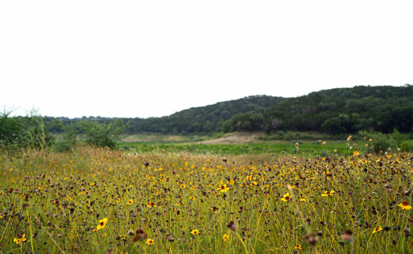 Crispy flowers cling to life in early summer at Grelle Recreation Area. The park is a patch of green in the increasingly developed community of Spicewood. Staff photo by Dakota Morrissiey