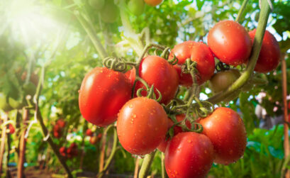 Adding tomatoes to your garden this season? Get some green thumb knowledge below.