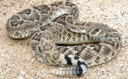 Western diamondback rattlesnakes are the most common venomous snakes in Texas. Identifiable by the diamondback pattern along the back and the rattles on the tail, diamondbacks are not the only snakes that rattle their tales when alarmed. iStock image