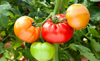 The best-tasting tomatoes are picked just when they ripen into a bright red. To beat the bugs to the reward, however, gardeners might need to pick when the skin begins to turn from green to pink. Ripen on a windowsill or your kitchen counter.