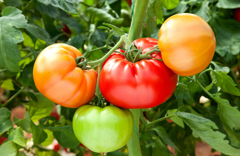 The best-tasting tomatoes are picked just when they ripen into a bright red. To beat the bugs to the reward, however, gardeners might need to pick when the skin begins to turn from green to pink. Ripen on a windowsill or your kitchen counter.