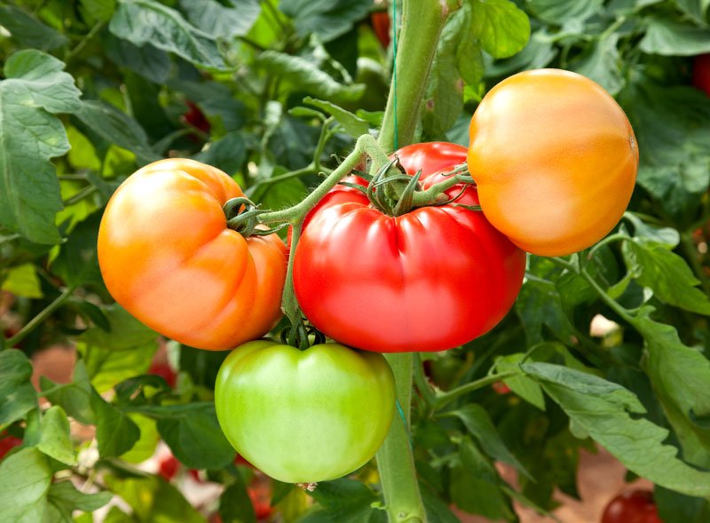 The best-tasting tomatoes are picked just when they ripen into a bright red. To beat the bugs to the reward, however, gardeners might need to pick when the skin begins to turn from green to pink. Ripen on a windowsill or your kitchen counter.