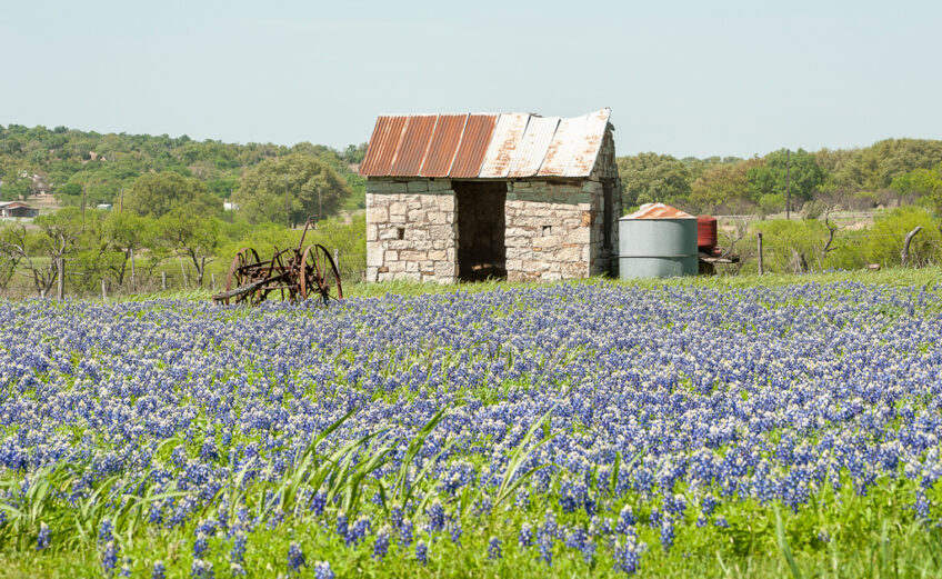 Texas actually has five official state flowers, all bluebonnets, including Lupinus texensis (pictured), which most people think of as THE Texas bluebonnet. 101HighlandLakes.com photo by Mark Stracke