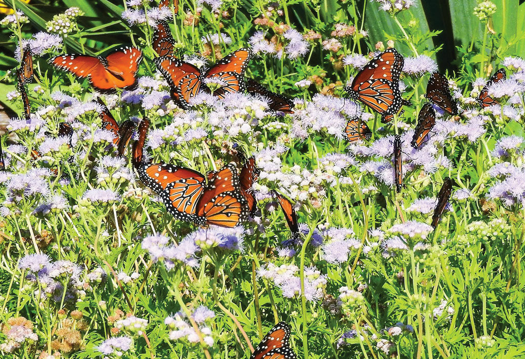 Monarch butterflies flock around Gregg's mistflowers in Inks Dam National Fish Hatchery’s pollinator garden, which was planted and is maintained by the Highland Lakes Chapter of the Texas Master Naturalist Program. Photo courtesy of Master Gardener Phil R. Wyde