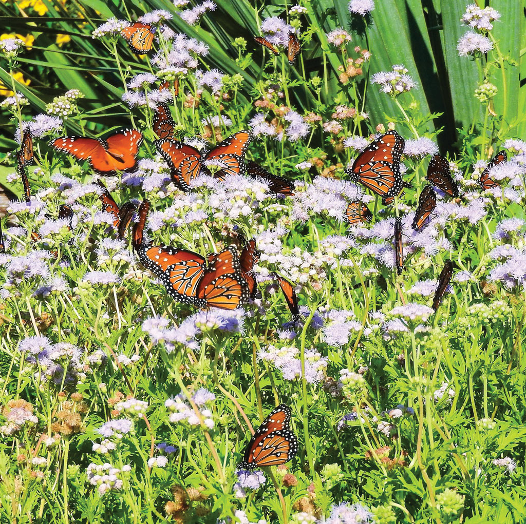 Monarch butterflies flock around Gregg's mistflowers in Inks Dam National Fish Hatchery’s pollinator garden, which was planted and is maintained by the Highland Lakes Chapter of the Texas Master Naturalist Program. Photo courtesy of Master Gardener Phil R. Wyde