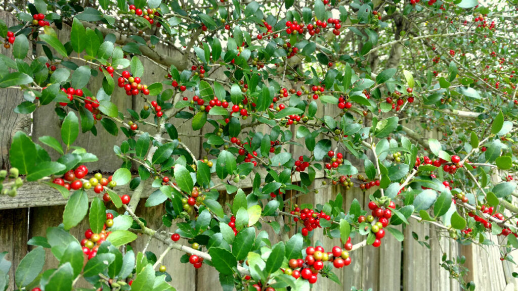 Yaupon holly bush berries are poisonous but not deadly, at least to humans and pets. Birds and small mammals love them. Staff photo by Suzanne Freeman