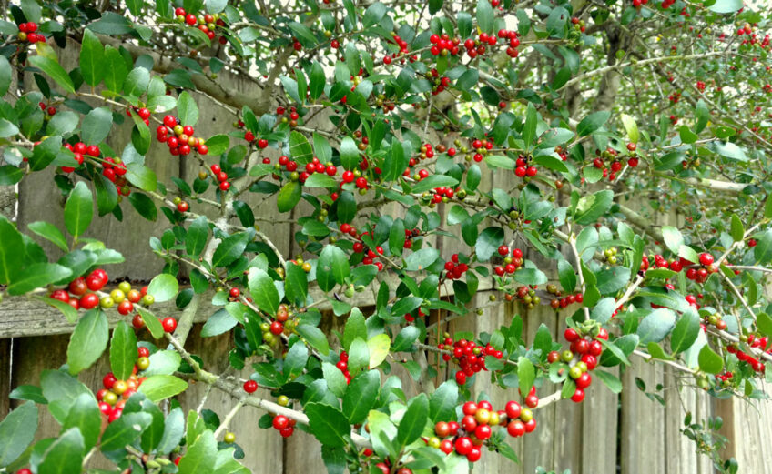 Yaupon holly bush berries are poisonous but not deadly, at least to humans and pets. Birds and small mammals love them. Staff photo by Suzanne Freeman