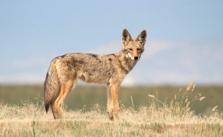 Coyotes are native wildlife, although closely related to the much-loved domestic dog. However, save the treats for your pet. While the two are similar in appearance, they are very different when it comes to instinct and personality. Adobe Stock photo