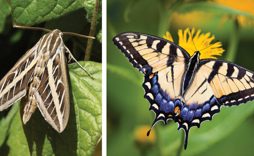 A sphinx moth (left) and a tiger swallowtail butterfly. Keep reading to learn how butterflies and moths are different. iStock photos