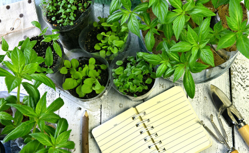 Keep a journal of what you do in the garden to help with next year's garden.