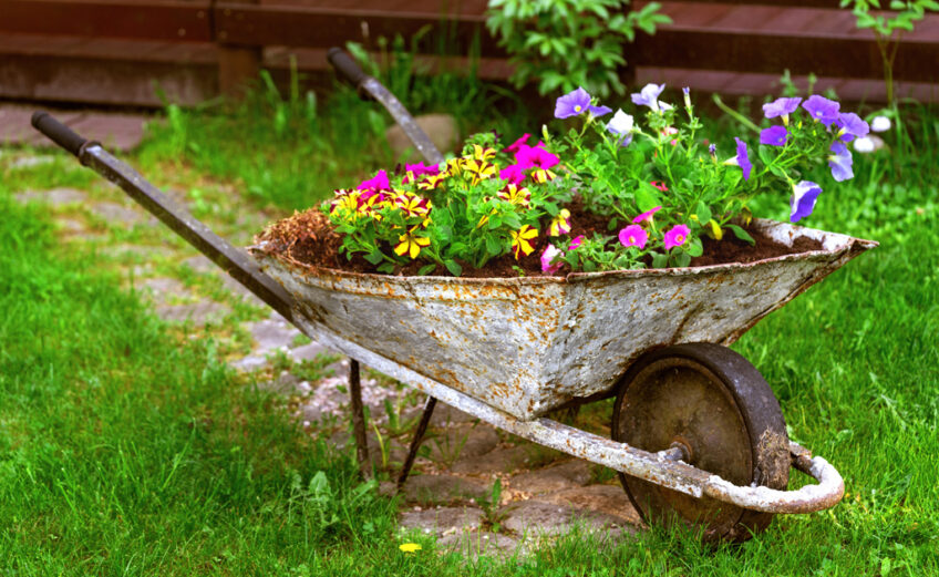 A wheelbarrow is a great and pretty alternative to a raised bed. Keep reading for other ideas. iStock photo