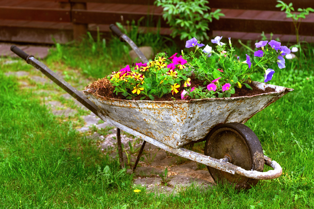 A wheelbarrow is a great and pretty alternative to a raised bed. Keep reading for other ideas. iStock photo