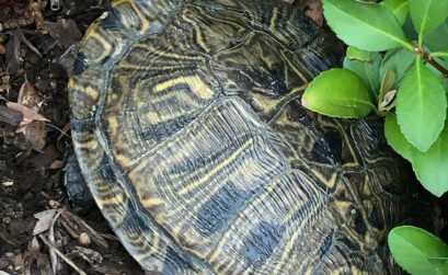 A Texas river cooter turtle lays her eggs in the flowerbed of a Meadowlakes home. Cooter turtles get their name from the African word kuta, which means turtle. In Texas, these are the most common turtles seen on rivers and streams as they are quite fond of basking in the sun. Staff photo by Jennifer Greenwell
