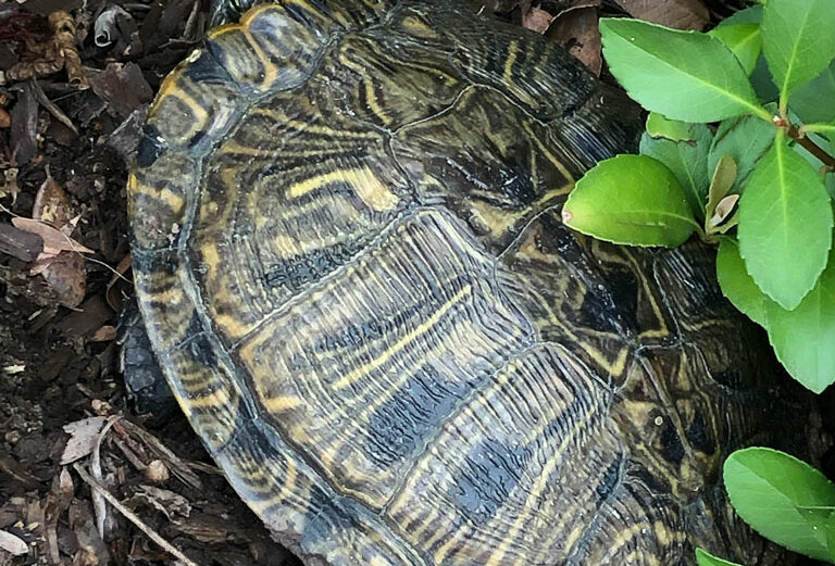 A Texas river cooter turtle lays her eggs in the flowerbed of a Meadowlakes home. Cooter turtles get their name from the African word kuta, which means turtle. In Texas, these are the most common turtles seen on rivers and streams as they are quite fond of basking in the sun. Staff photo by Jennifer Greenwell
