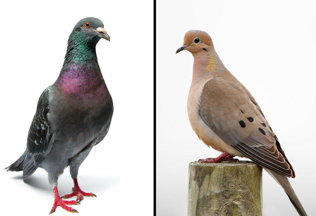 A pigeon (left) with showy, iridescent colors vs. a mourning dove, a popular game bird in Texas. iStock images