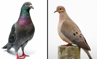 A pigeon (left) with showy, iridescent colors vs. a mourning dove, a popular game bird in Texas. iStock images