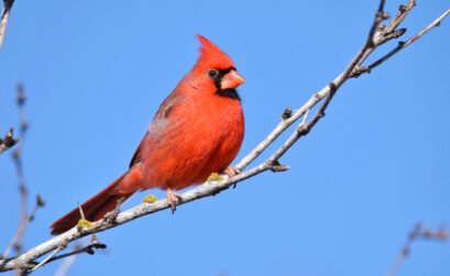 A colorful cardinal perched up high. The colder months are a great time to go bird-watching in the Highland Lakes. Courtesy photo by Dee Anna Piatek