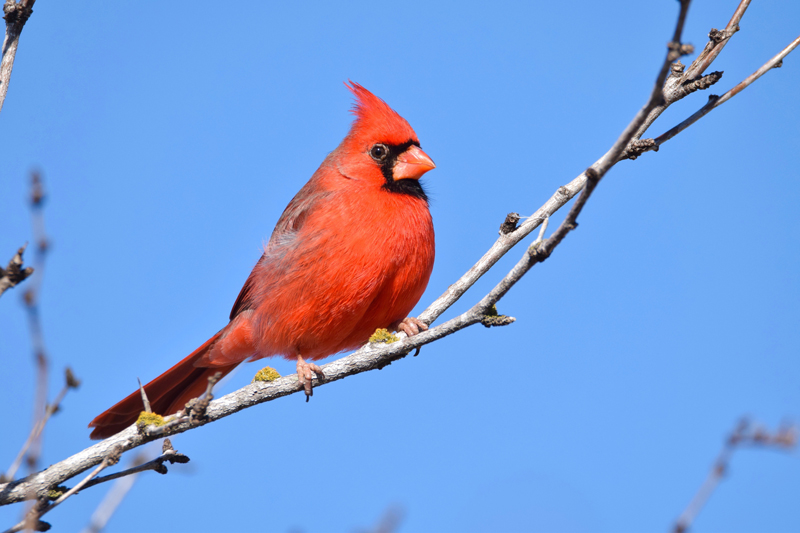 A colorful cardinal perched up high. The colder months are a great time to go bird-watching in the Highland Lakes. Courtesy photo by Dee Anna Piatek