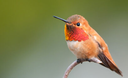 Hummingbirds will dine on aphids in the garden. Set up feeders for the birds to attract them to your yard and help control pests. iStock photo